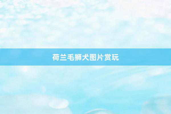 荷兰毛狮犬图片赏玩